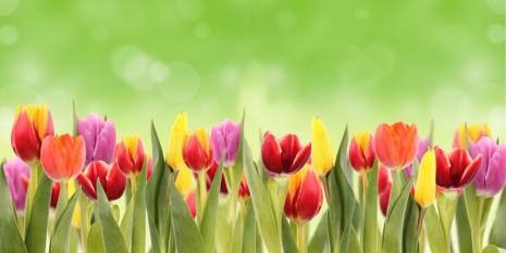 Фотообои клумба разноцветных тюльпанов