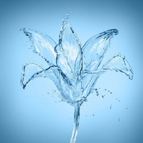 Фотообои цветок из воды