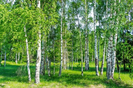 Фотообои березовый лес